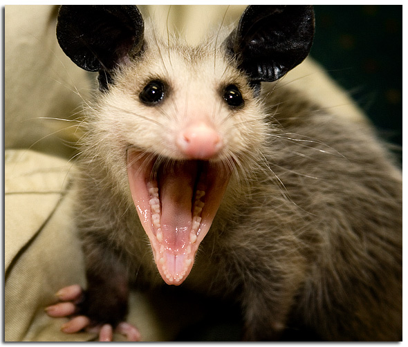 baby%20possum.jpg