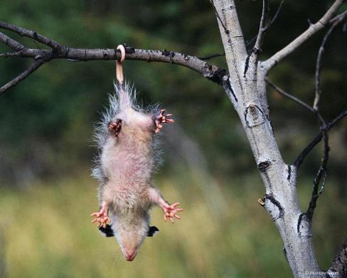 http://possumblog.mu.nu/images/possum%20belly.jpg