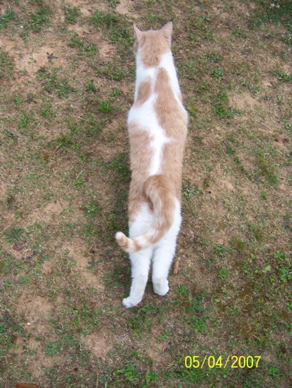 stretchycat.JPG